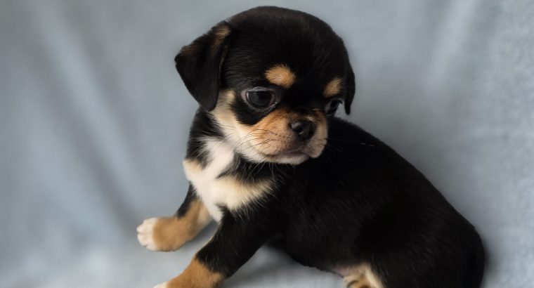 ðŸŒŸ ðŸ¶ Beautiful Chihuahua Puppies