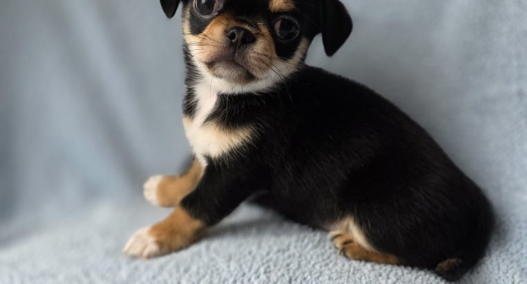 ðŸŒŸ ðŸ¶ Beautiful Chihuahua Puppies