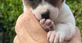Jack Russell puppies