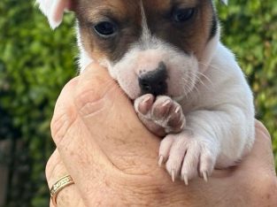 Jack Russell puppies