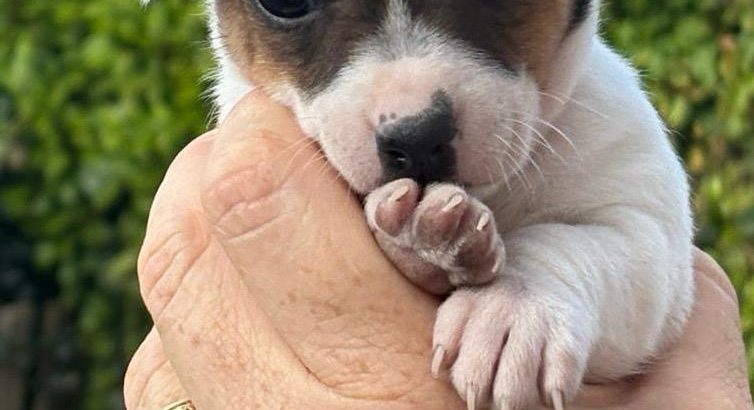 Jack Russell puppies