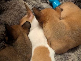 Chihuahua puppies