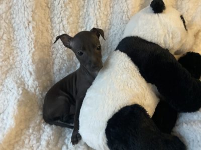 Tiny Italian Greyhounds for sale in Blanchardstown
