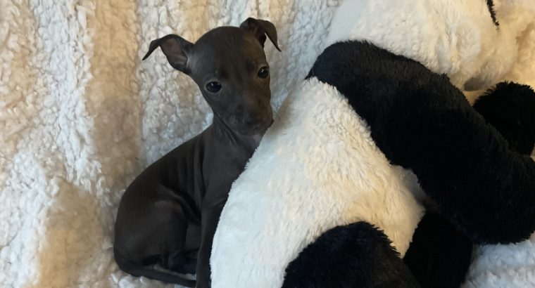 Tiny Italian greyhounds