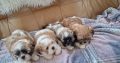 4 beautiful shih tzu pups for sale