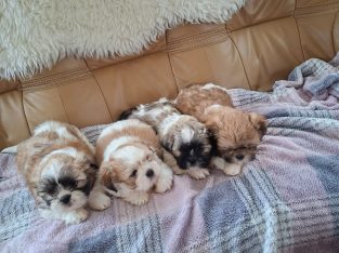 4 beautiful shih tzu pups for sale