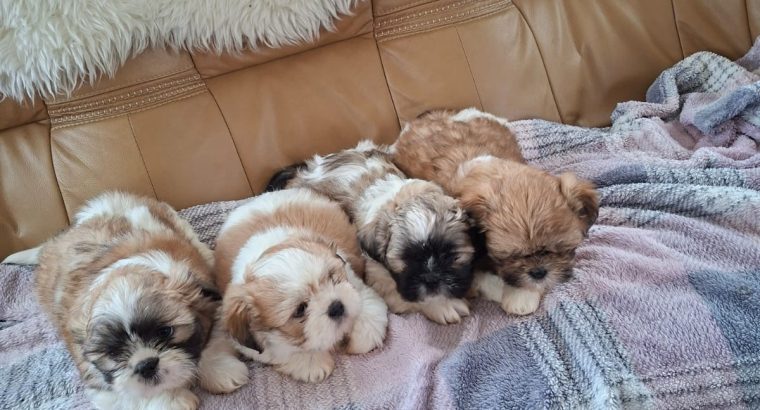 4 beautiful shih tzu pups for sale