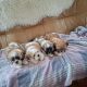 4 beautiful shih tzu pups for sale