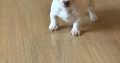 Jack Russell puppies