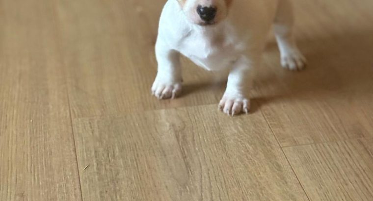 Jack Russell puppies