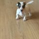 Jack Russell puppies