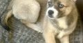 Pomsky puppies for sale in Galway