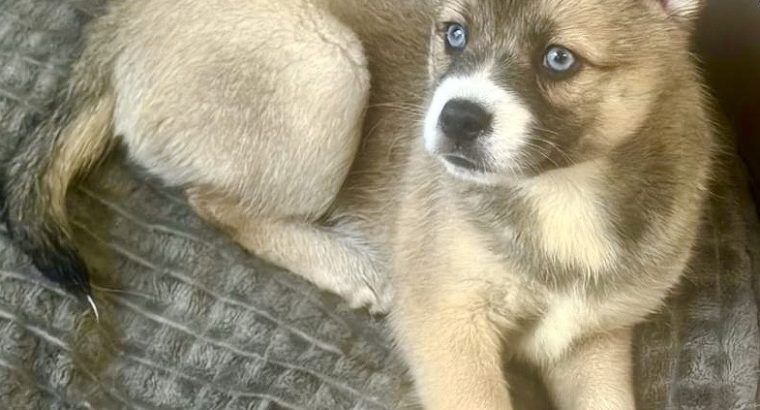Pomsky puppies for sale in Galway