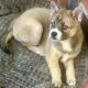 Pomsky puppies for sale in Galway