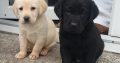 Purebred Labrador puppies in Laois