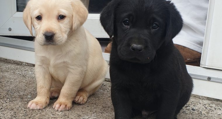 Purebred Labrador puppies in Laois