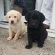 Purebred Labrador puppies in Laois