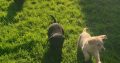Purebred Labrador puppies in Laois