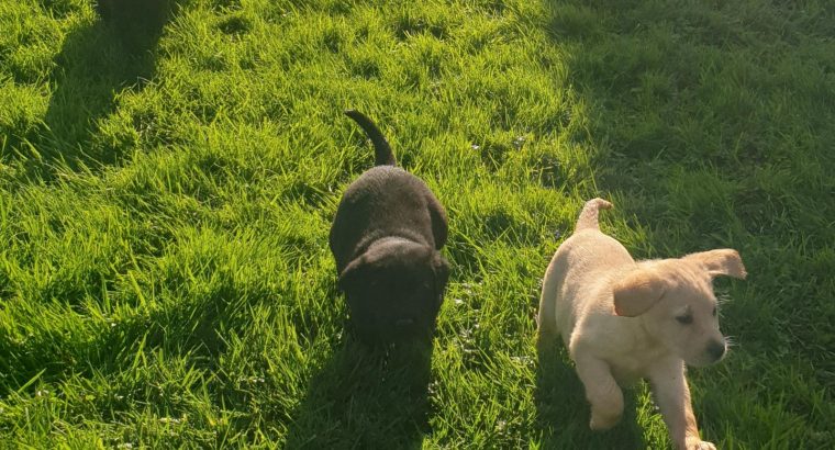 Purebred Labrador puppies in Laois