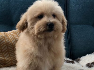 Poochon