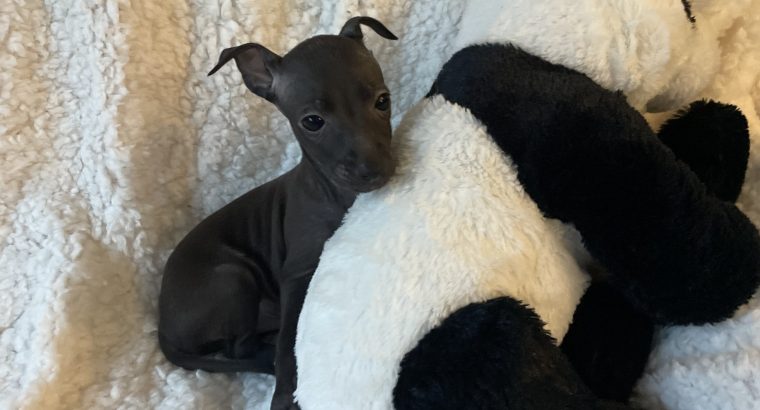 Tiny Italian greyhounds