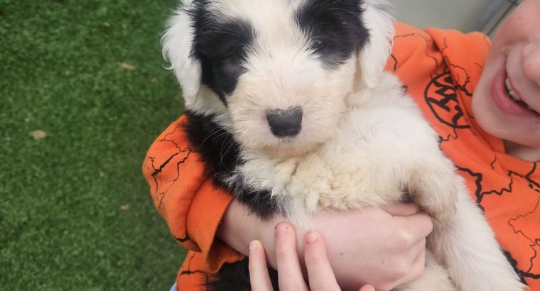 Old English Sheepdog Puppies in Kiskeam