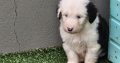 Old English Sheepdog Puppies in Kiskeam