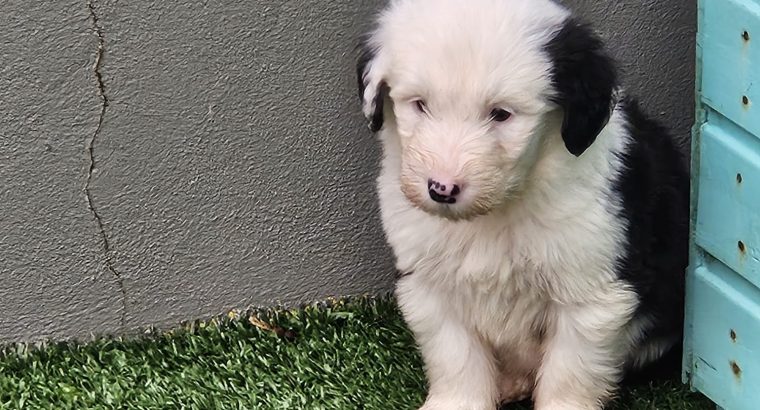 Old English Sheepdog Puppies in Kiskeam