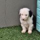 Old English Sheepdog Puppies in Kiskeam