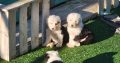 Old English Sheepdog Puppies in Kiskeam