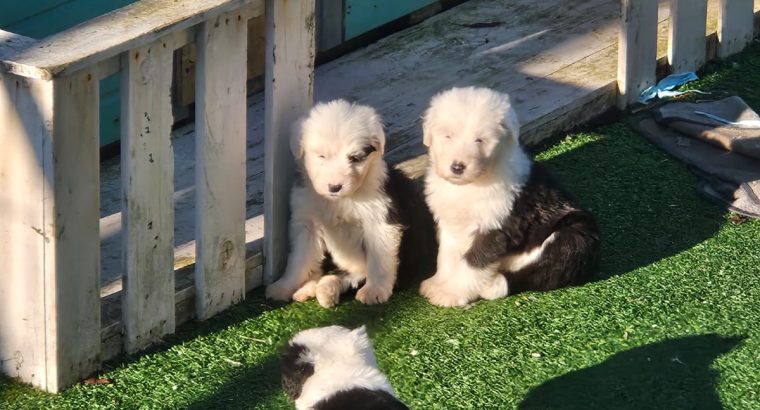 Old English Sheepdog Puppies in Kiskeam