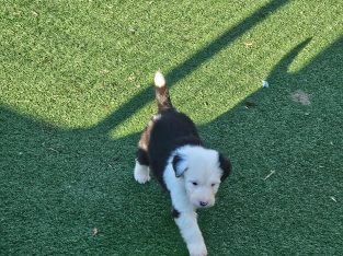 Old English Sheepdog Puppies