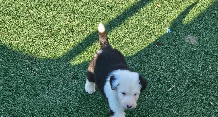 Old English Sheepdog Puppies in Kiskeam