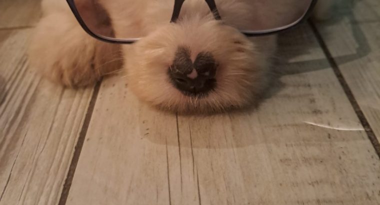 Old English Sheepdog Puppies in Kiskeam