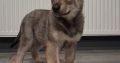 Saarloos Wolfdog Puppy IKC registered looking for