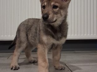 Saarloos Wolfdog Puppy IKC registered looking for