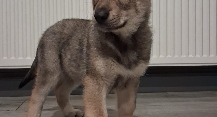 Saarloos Wolfdog Puppy IKC registered looking for