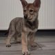 Saarloos Wolfdog Puppy IKC registered looking for