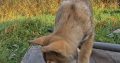 Saarloos Wolfdog Puppy IKC registered looking for