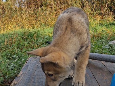 Saarloos Wolfdog Puppy IKC registered looking for