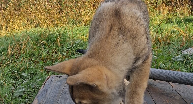Saarloos Wolfdog Puppy IKC registered looking for
