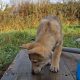 Saarloos Wolfdog Puppy IKC registered looking for