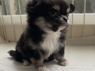 Video available 😀chihuahua