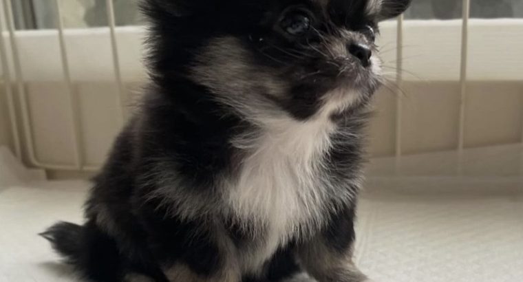 Tea cup chihuahua