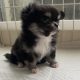 Tea cup chihuahua