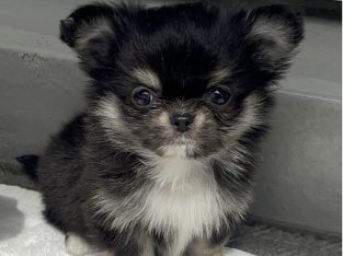 Tea cup chihuahua