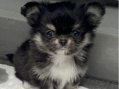 Tea cup chihuahua