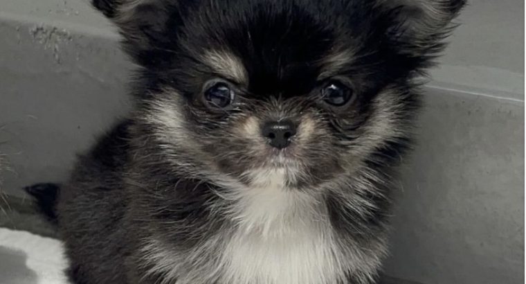 Tea cup chihuahua