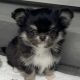 Tea cup chihuahua