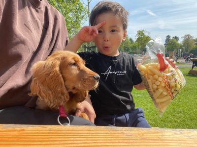 Cocker spaniel /male 11 months old